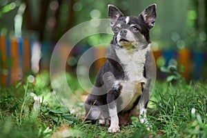 Chihuahua puppy, little dog in garden