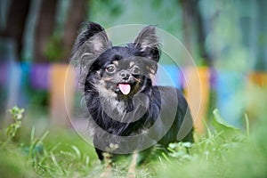 Chihuahua puppy, little dog in garden