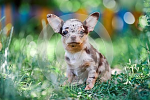 Chihuahua puppy, little dog in garden