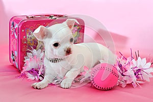 Chihuahua puppy in pink