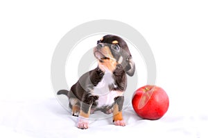 Chihuahua puppy playing with apple