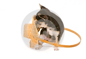 Chihuahua puppy playing with basket