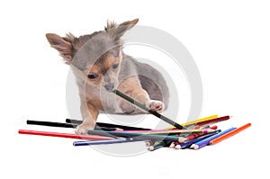 Chihuahua puppy playing with colorful pencils