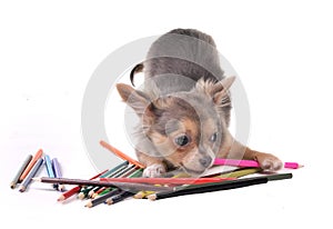 Chihuahua puppy playing with colorful pencils