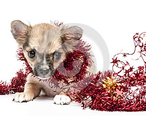 Chihuahua puppy with red Christmas tinsel