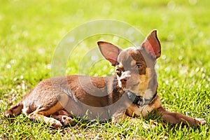 Chihuahua puppy resting on the grass