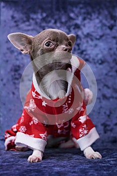 Chihuahua puppy in Santa Claus clothes