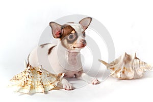 Chihuahua puppy with shells