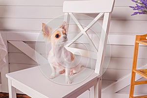 Chihuahua puppy sits on white chair indoors. Long-haired puppy white chihuahua