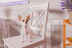 Chihuahua puppy sits on white chair indoors. Long-haired puppy white chihuahua