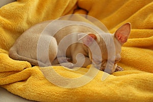 Chihuahua puppy sleeping on yellow blanket. Baby animal