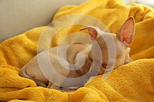 Chihuahua puppy sleeping on yellow blanket. Baby animal