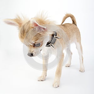 Chihuahua puppy with studded collar looking down