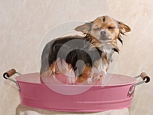 Chihuahua puppy taking a bath standing in bathtub