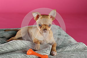 Chihuahua puppy with toy on blanket. Baby animal