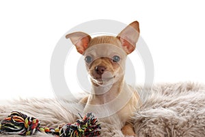Chihuahua puppy with toy on faux fur. Baby animal