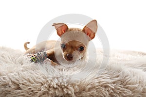 Chihuahua puppy with toy on faux fur. Baby animal