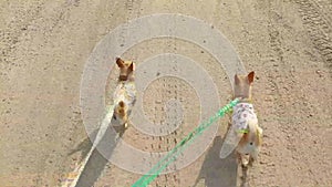 Chihuahua Puppy Walking with dog leash