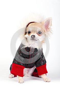 Chihuahua puppy wearing black and red jacket