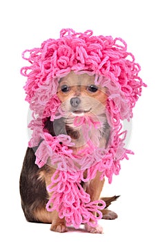 Chihuahua puppy wearing curly hat and scarf