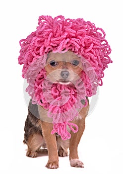 Chihuahua puppy wearing funny pink wig