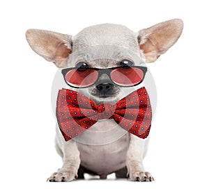 Chihuahua puppy wearing glasses and a bow tie