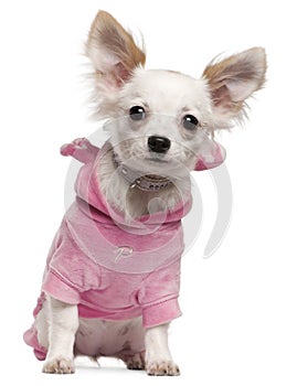 Chihuahua puppy wearing pink, 5 months old