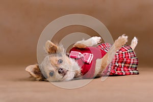 Chihuahua puppy wearing red kilt lying