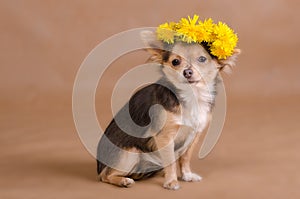 Chihuahua puppy wearing wreath of yellow flowers