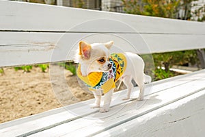 Chihuahua puppy white long-haired in a yellow sweater on a white bench. Chihuahua puppy standing