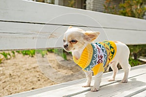 Chihuahua puppy white long-haired in a yellow sweater on a white bench. Chihuahua puppy standing