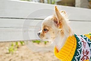 Chihuahua puppy white long-haired in a yellow sweater on a white bench. Chihuahua puppy standing