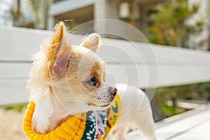 Chihuahua puppy white long-haired in a yellow sweater on a white bench. Chihuahua puppy standing