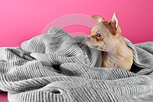 Chihuahua puppy wrapped in blanket on pink background. Baby animal