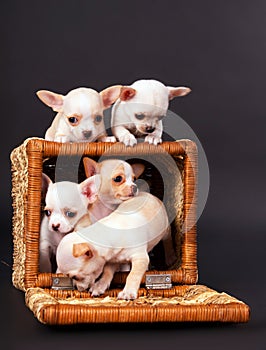 Chihuahua puppys play to cart