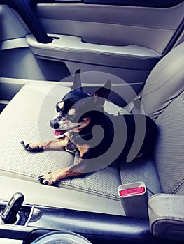 Chihuahua riding buddy car ride