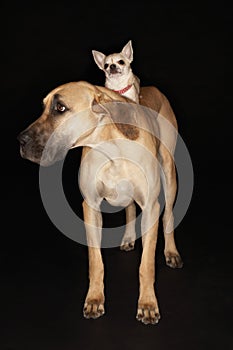 Chihuahua Riding On Great Dane