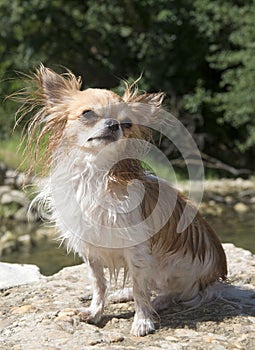 Chihuahua in the river