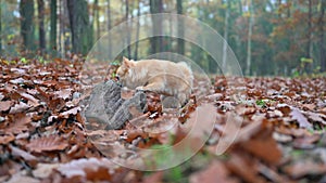 Chihuahua\'s Cute Stumble Off a Stump in Leaf-Strewn Autumn Forest