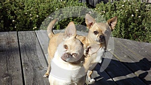 Chihuahua`s On Deck Looking into Camera