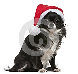 Chihuahua in Santa hat, 18 months old, sitting