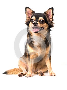 Chihuahua siting on white background