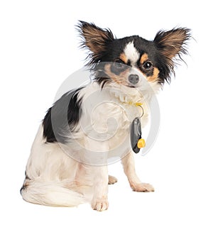 Chihuahua sitting with a clicker around her neck