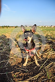 Chihuahua is sitting in the grass.