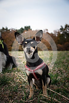 Chihuahua is sitting in the grass.