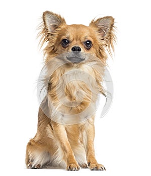 Chihuahua sitting, isolated