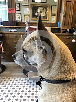 Chihuahua Sitting on Lap in Barbers