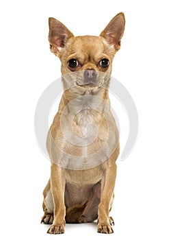 Chihuahua sitting, looking at the camera, 1,5 year old