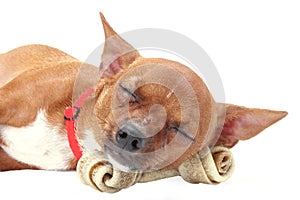 Chihuahua sleeping with dogbone photo