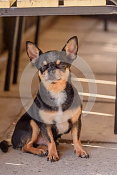 Chihuahua small breed dog portrait. Dog. Cute puppy